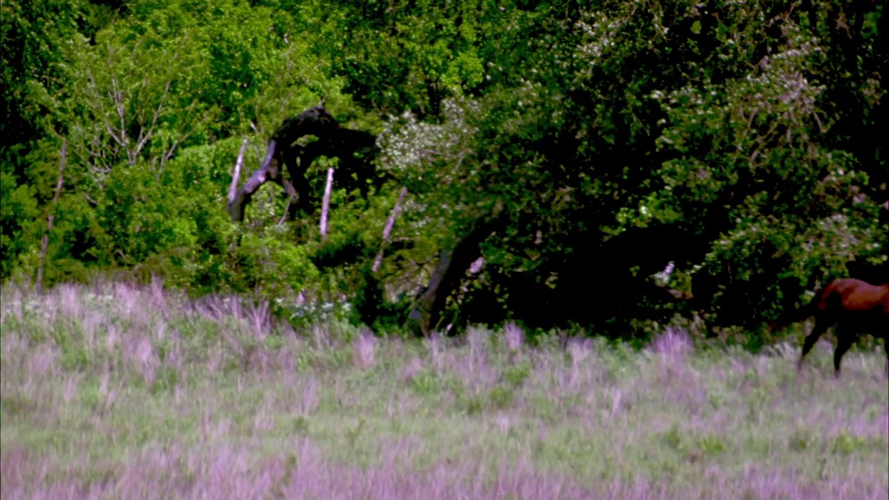 广角镜头从左到右，一群马在草地边缘的树木附近奔驰。可以用来对付野马。视频下载