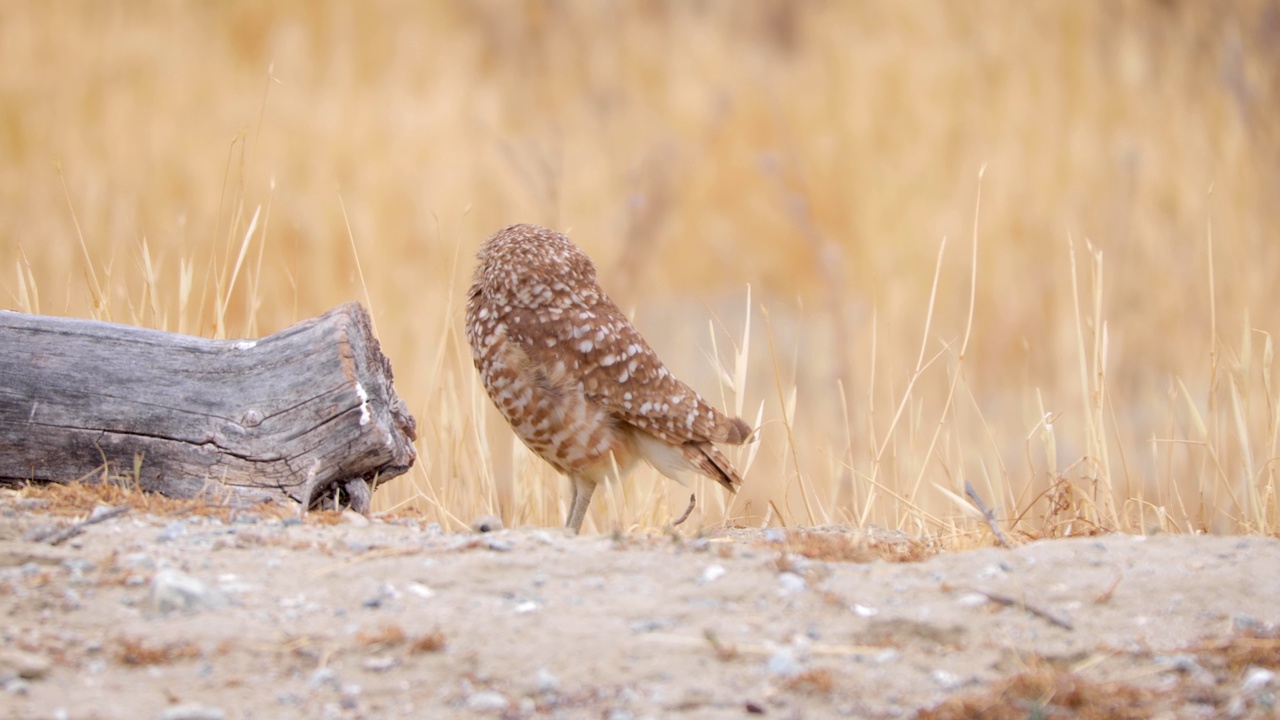 沙漠中的穴居猫头鹰视频下载