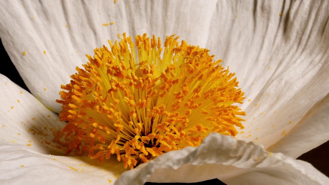 在黑色背景上拍摄的马蒂利加罂粟花的微距镜头视频下载