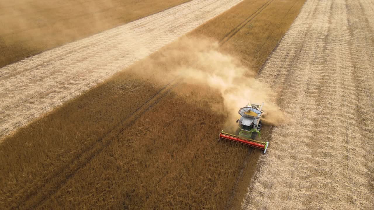 在收获季节，联合收割机在大的成熟麦田里工作的鸟瞰图。农业的概念视频下载