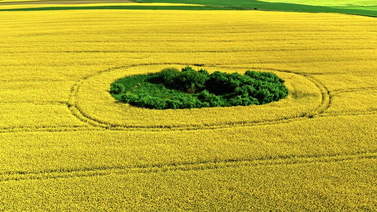 波兰乡村的黄色歌曲。鸟瞰大自然视频下载