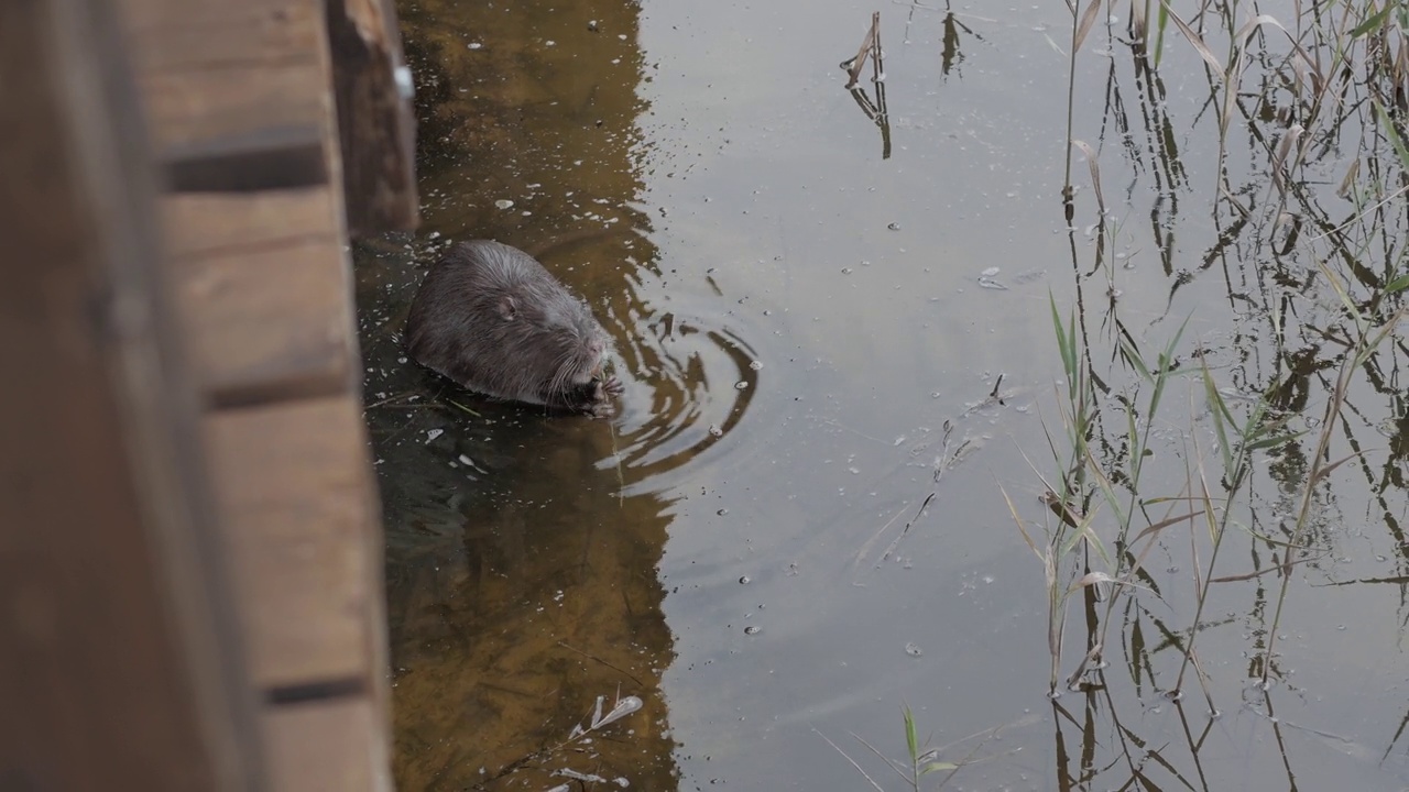 河狸鼠在水里吃东西，在它的自然栖息地视频素材