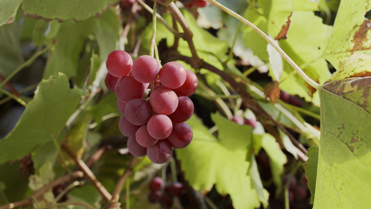 在秋日温暖的阳光下，一串粉红色的葡萄挂在一棵葡萄树上，一个男人的手从一棵树上摘了一颗浆果葡萄。多莉运动视频下载