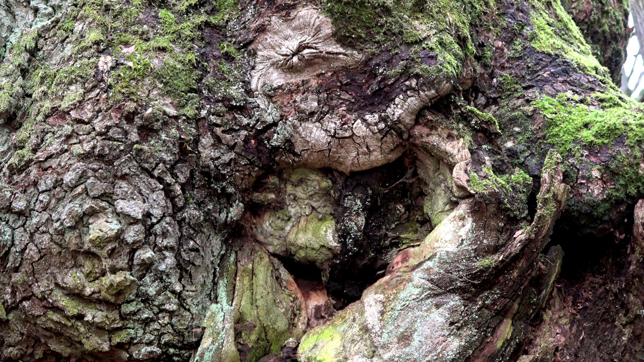巨大的老橡树的粗糙树皮视频下载