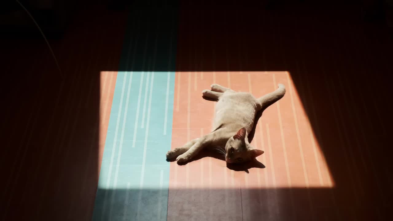 木地板上的一束阳光，层压板上的阳光线条的阴影。姜黄色的小猫躺在地板上晒太阳。视频下载
