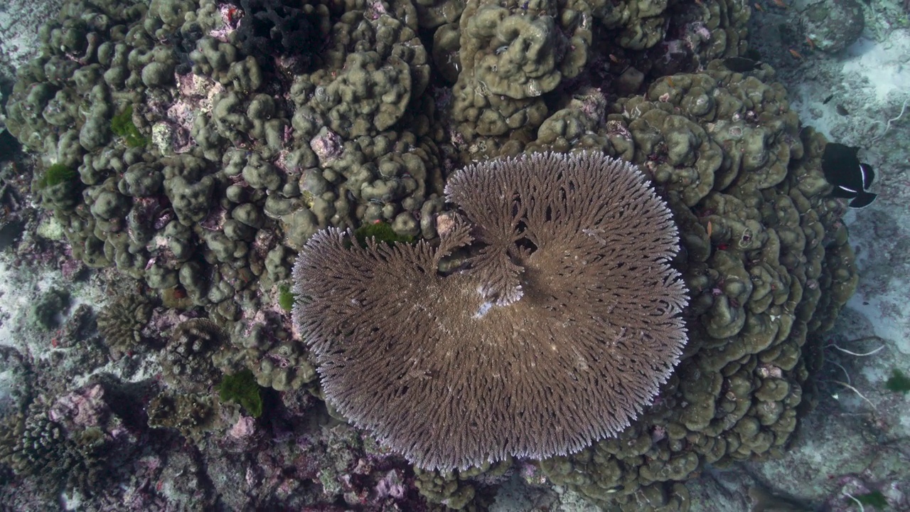 桌子珊瑚(Acropora)圣诞点西米兰群岛泰国视频素材