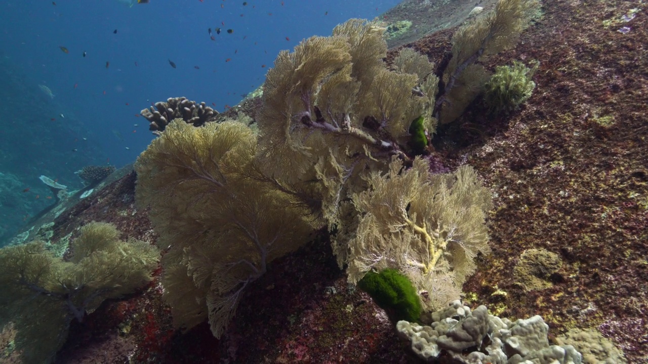 柳珊瑚海扇珊瑚圣诞点Similan泰国视频素材