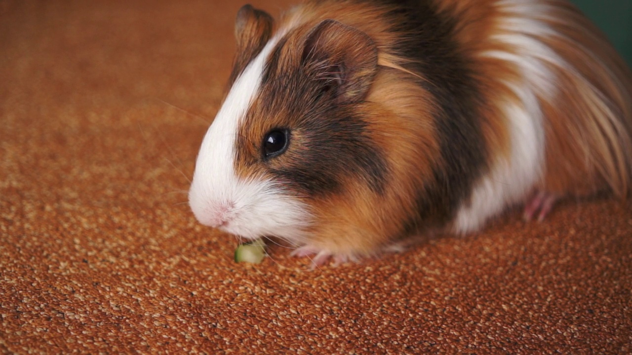 红白豚鼠吃黄瓜视频素材