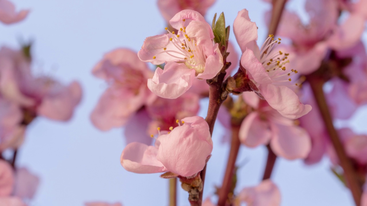 桃花旋转和盛开在蓝色背景的水平格式延时4k视频。桃树在春天开花的视频。视频素材