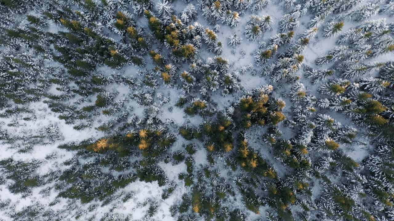 冬季森林鸟瞰图视频素材