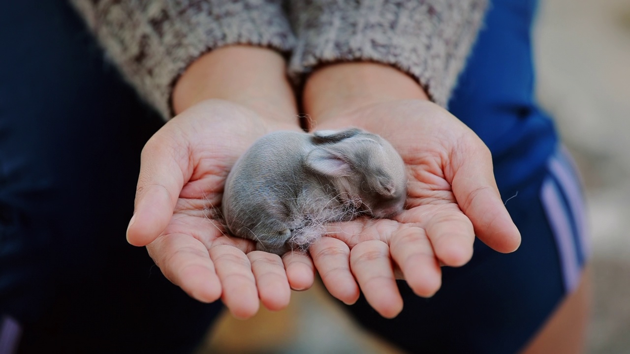 新出生的荷兰兔宝宝在妇女手中视频下载