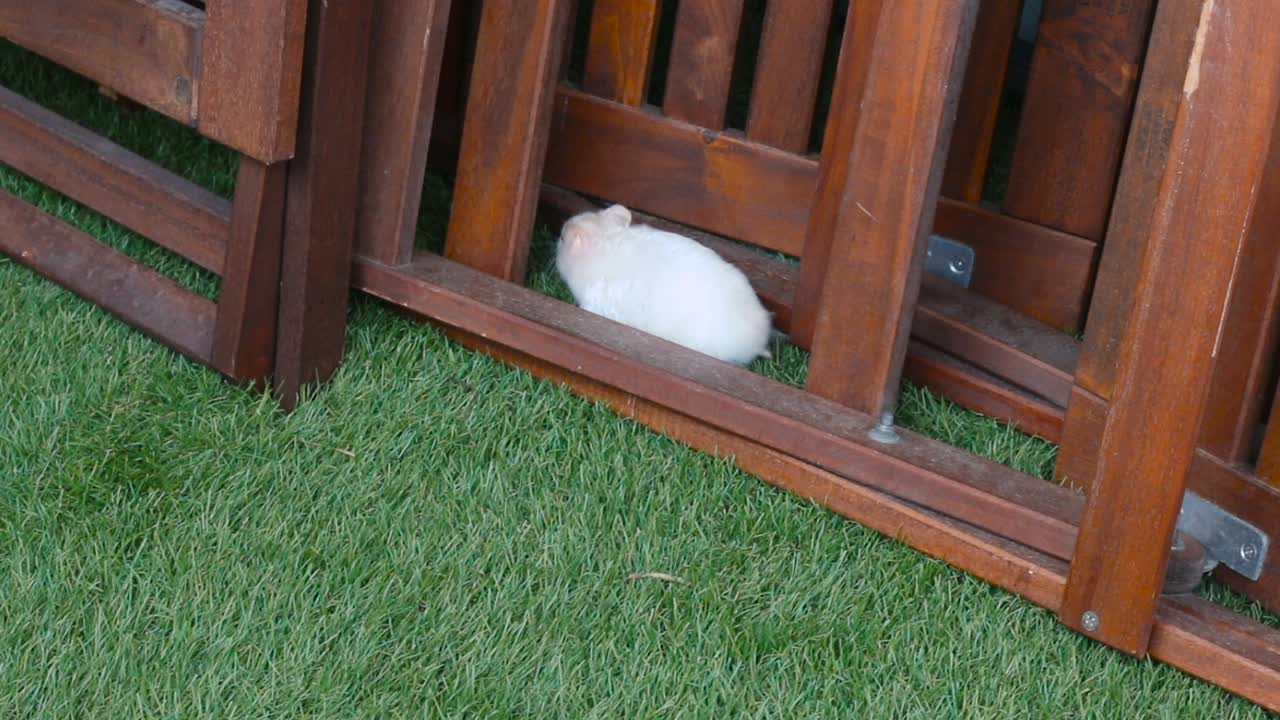 一只白色或金色的叙利亚仓鼠在院子的人造草地上漫步，最后在木制家具之间悄悄溜过视频素材