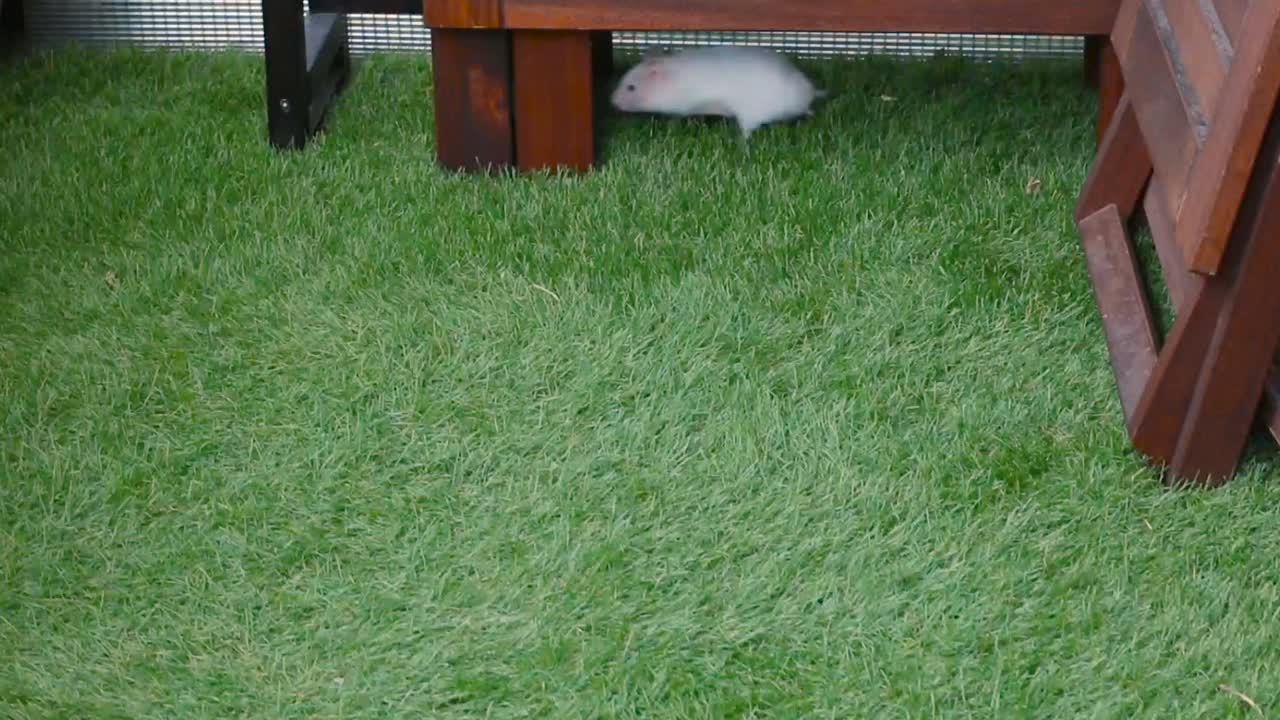 小叙利亚白仓鼠走在草地上和木制庭院家具的房子视频素材