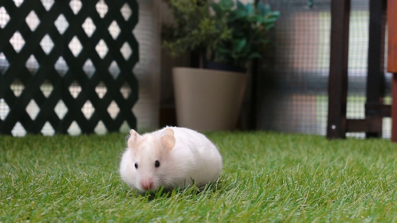 焦躁不安的叙利亚白仓鼠在院子里散步，嗅着草的味道视频素材