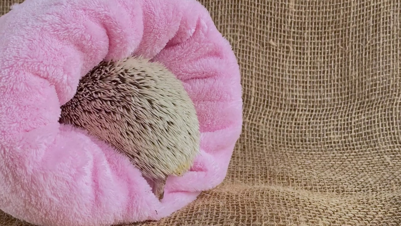 刺猬宠物睡在粉红色的睡袋里。可爱的小刺猬视频素材