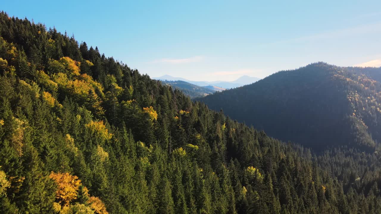 秋日晴朗的日子里，高大的山丘上点缀着黑色的松林。野生山林的惊人景色视频下载