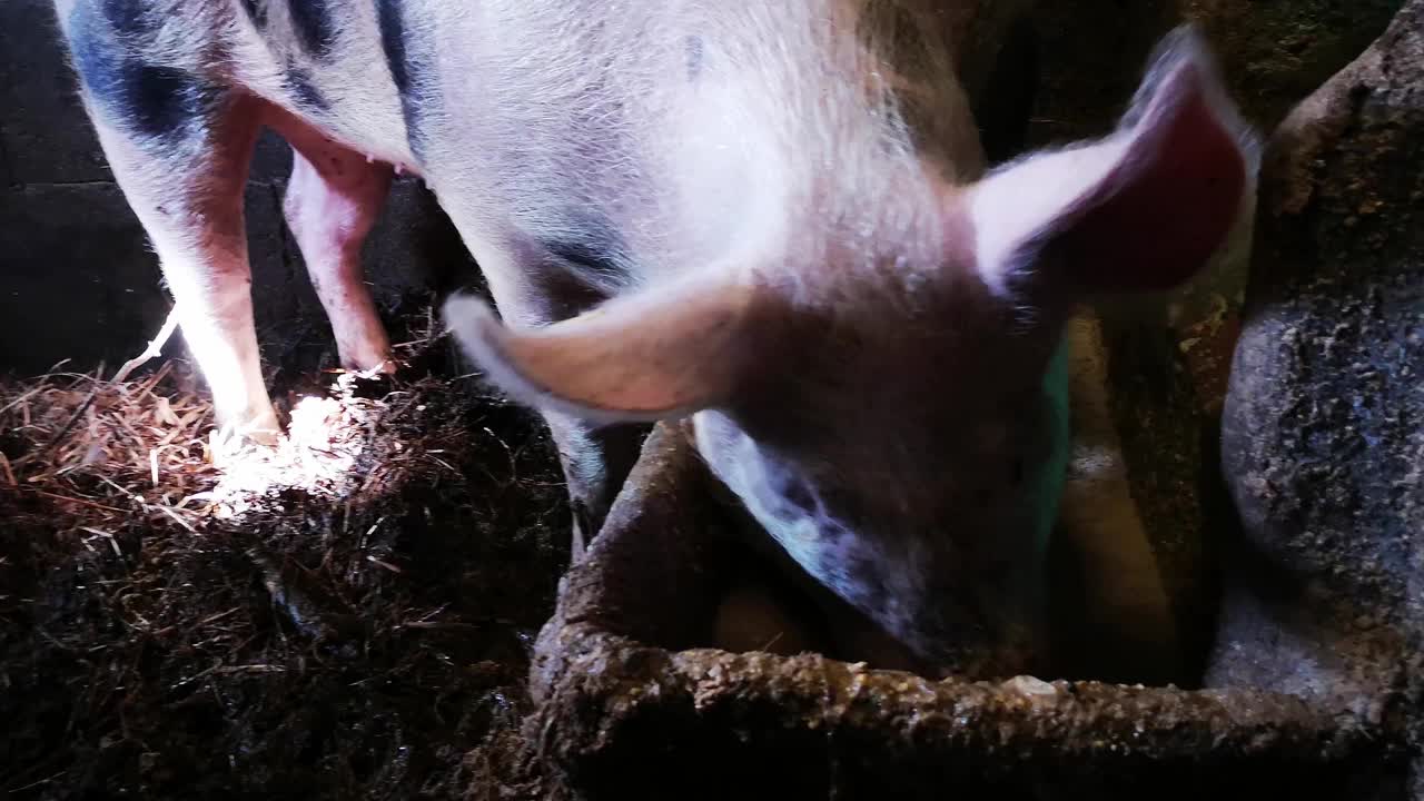 猪喂食。视频下载