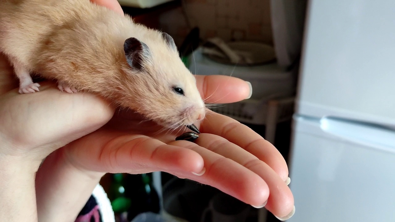 可爱的仓鼠从手上吃葵花籽视频素材