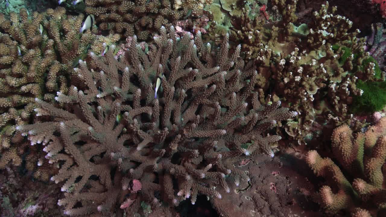 近距离观察泰国水下珊瑚礁上的鹿角珊瑚视频素材