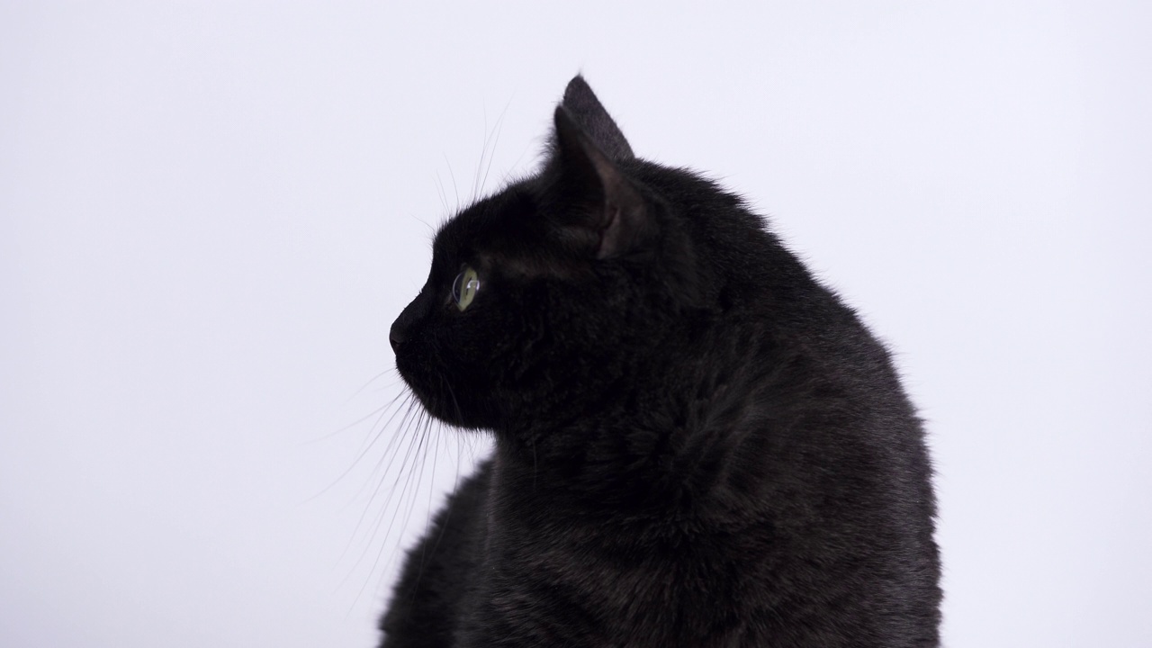 有趣的黑猫密切注视着什么东西。白色背景上的猫的特写视频下载