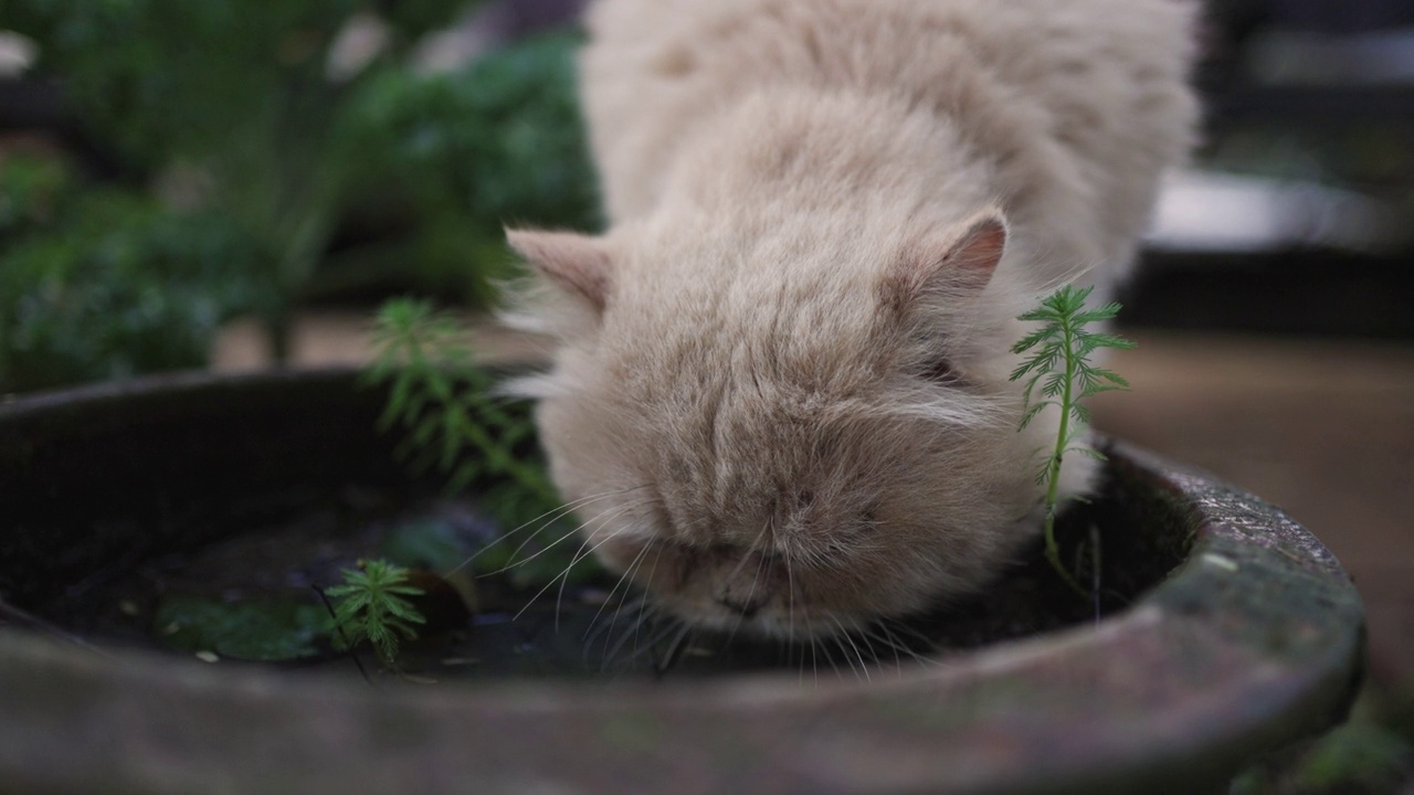 猫在家里的花园里放松视频下载