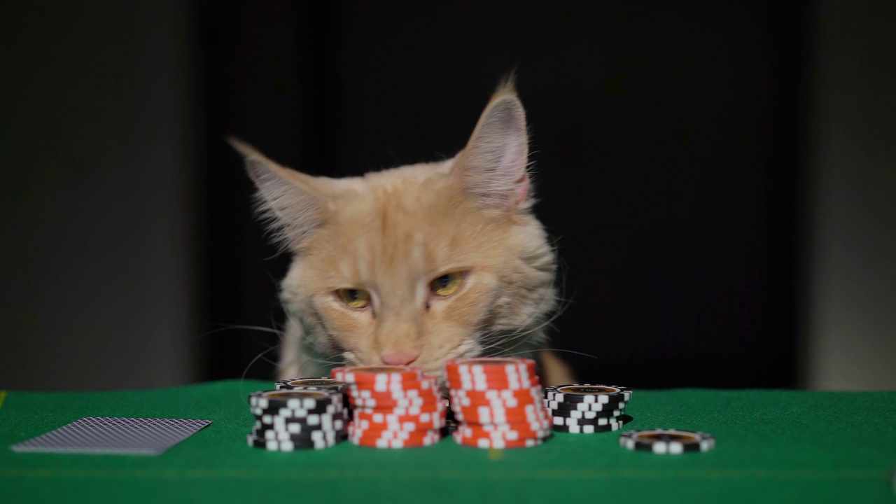 红姜缅因猫在赌场玩扑克。赌片栈视频下载