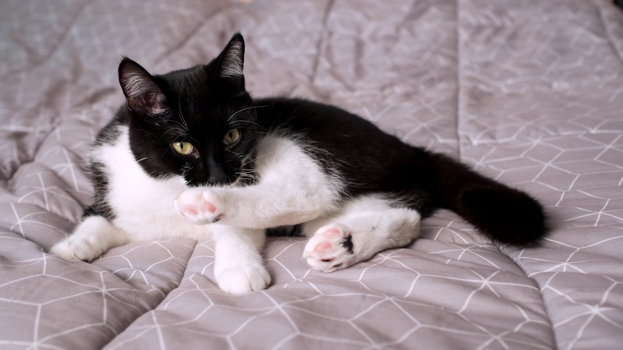 黑白家猫躺在床上用舌头洗爪子。视频下载