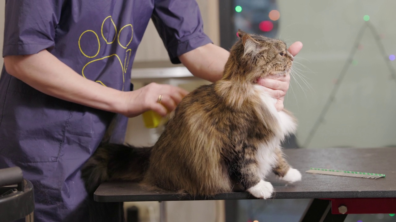 在沙龙里为一只缅因猫梳理毛发。美容师用梳子刮猫的毛，剪头发。视频下载