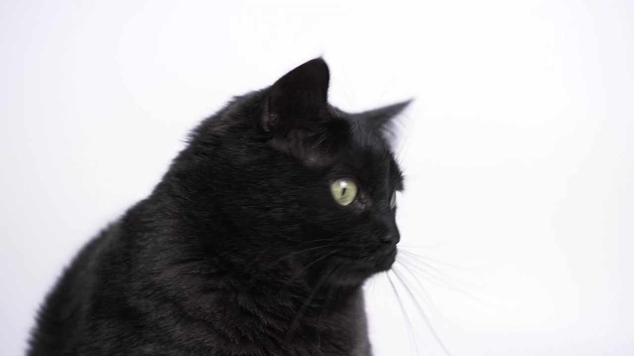 家黑猫在白色背景视频下载