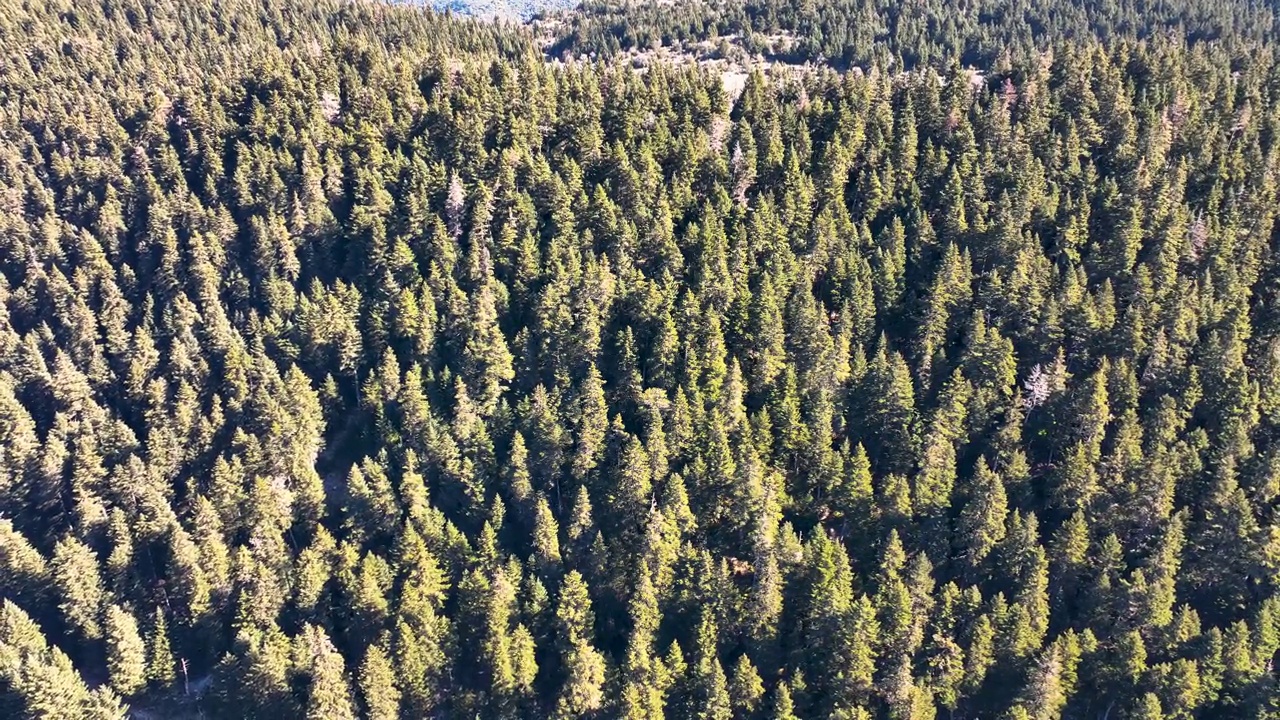 冷杉树林的航拍画面视频素材