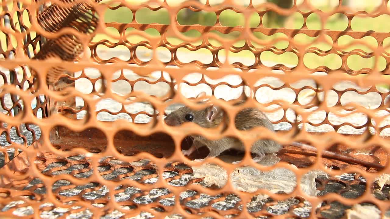 老鼠笼里的小老鼠视频素材