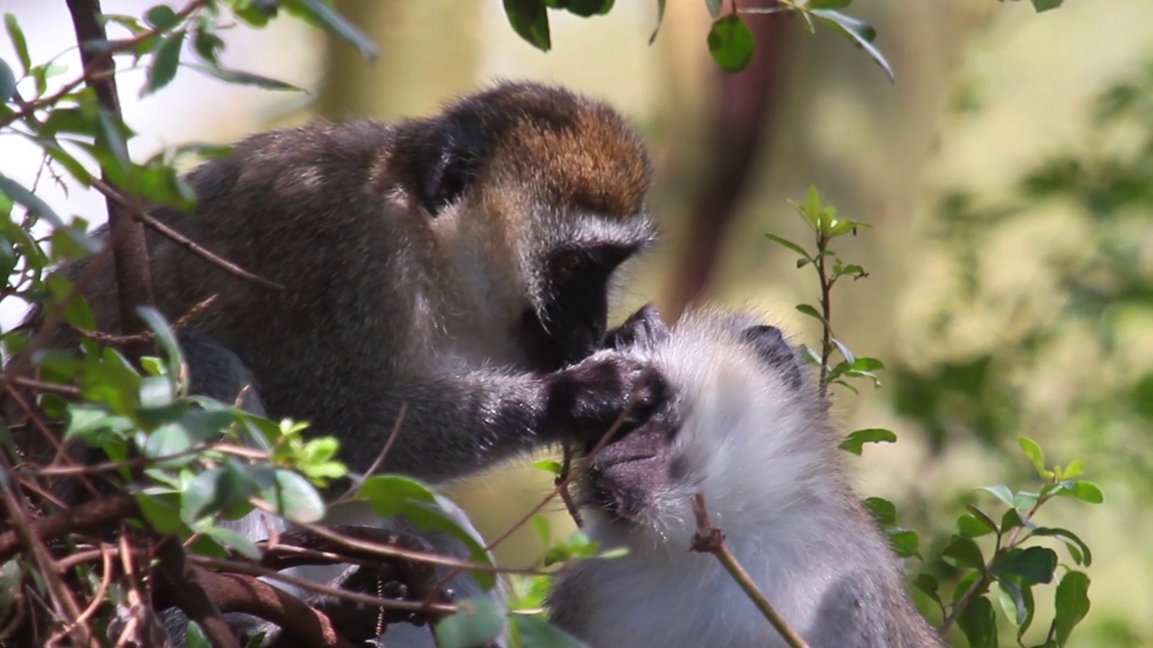一群猴子在树上寻找寄生物视频素材