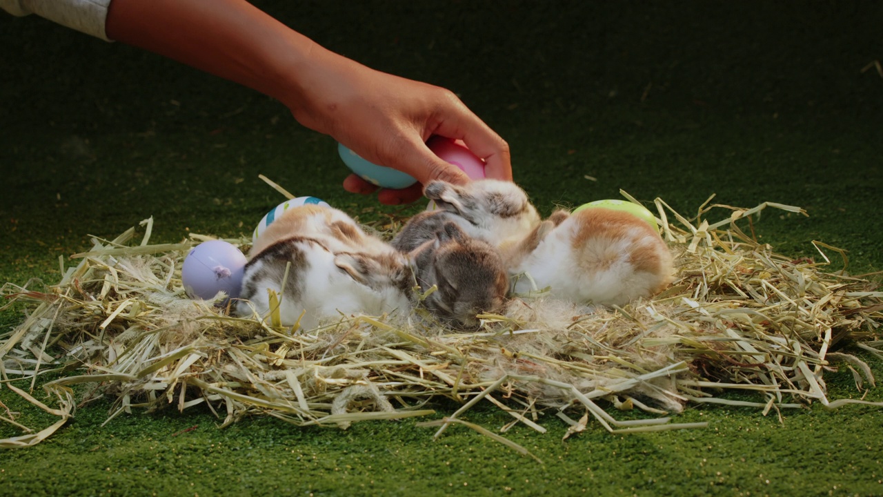 人用手把复活节彩蛋放在鸟巢周围视频素材
