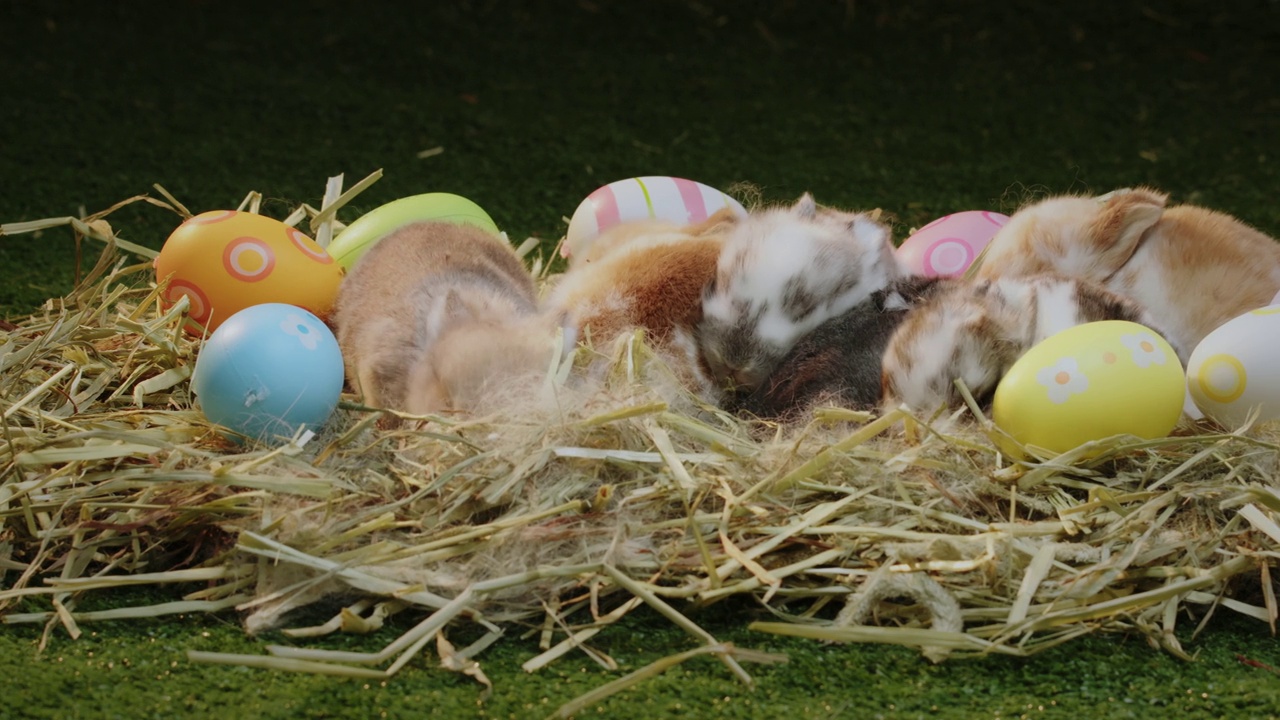 小兔宝宝和妈妈的皮毛和干草窝在一起视频素材
