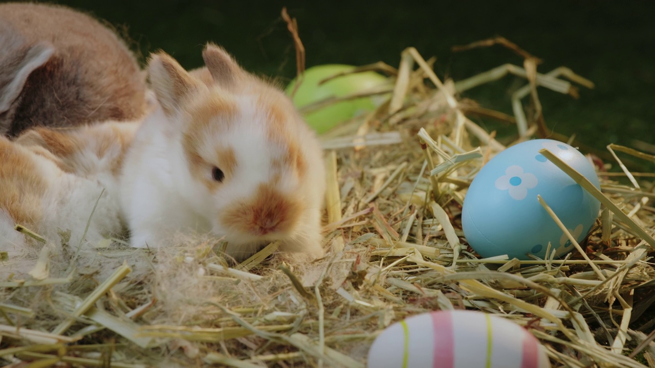 小兔宝宝和妈妈的皮毛和干草窝在一起视频素材