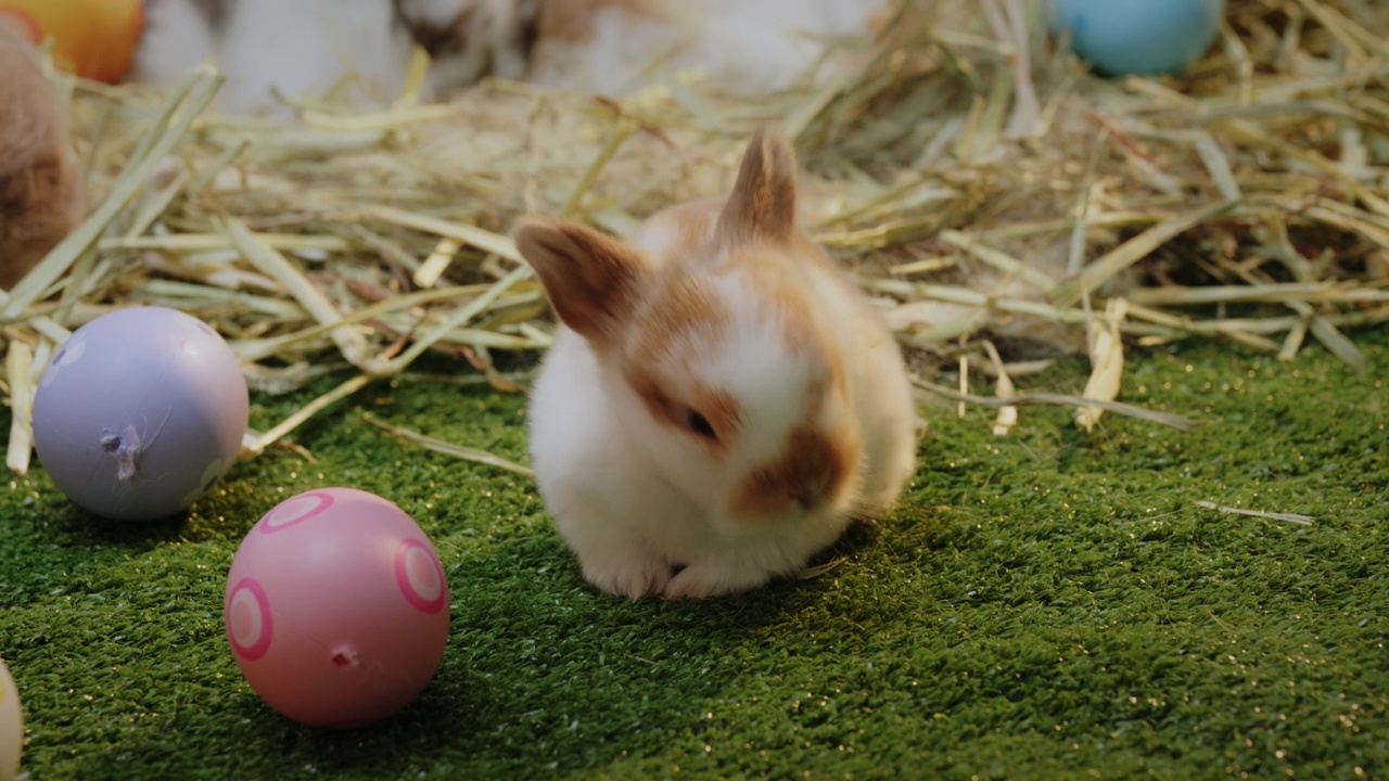 小兔子在窝里走来走去的特写镜头视频素材