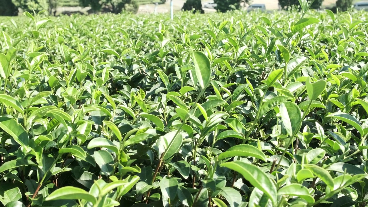 绿茶种植园，泰国农业，户外景观优美。视频下载