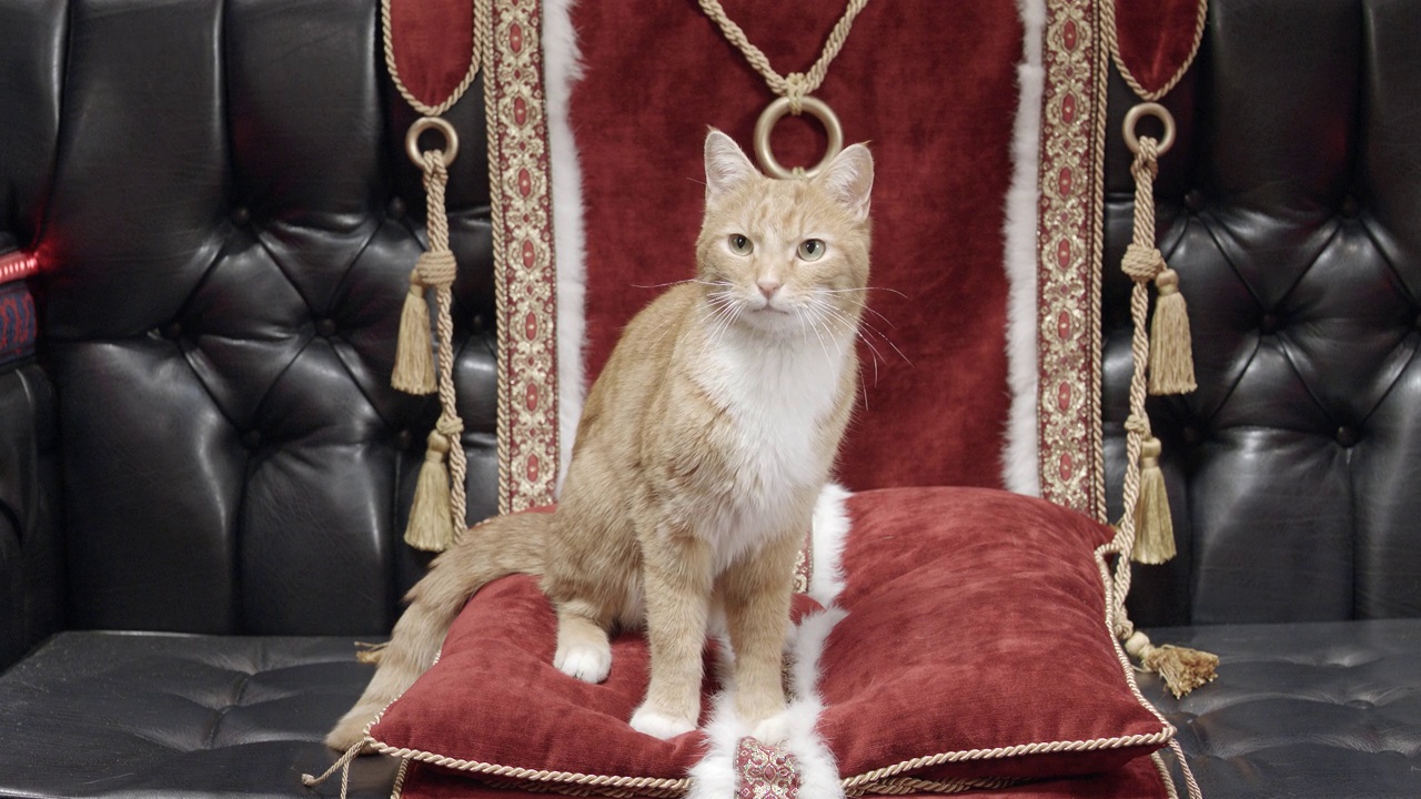 中等角度的橙色和白色虎斑猫坐在长毛绒红色枕头上的皮革座椅。可以是马车或马车。可能是天鹅绒。奢侈，财富或奢侈视频下载