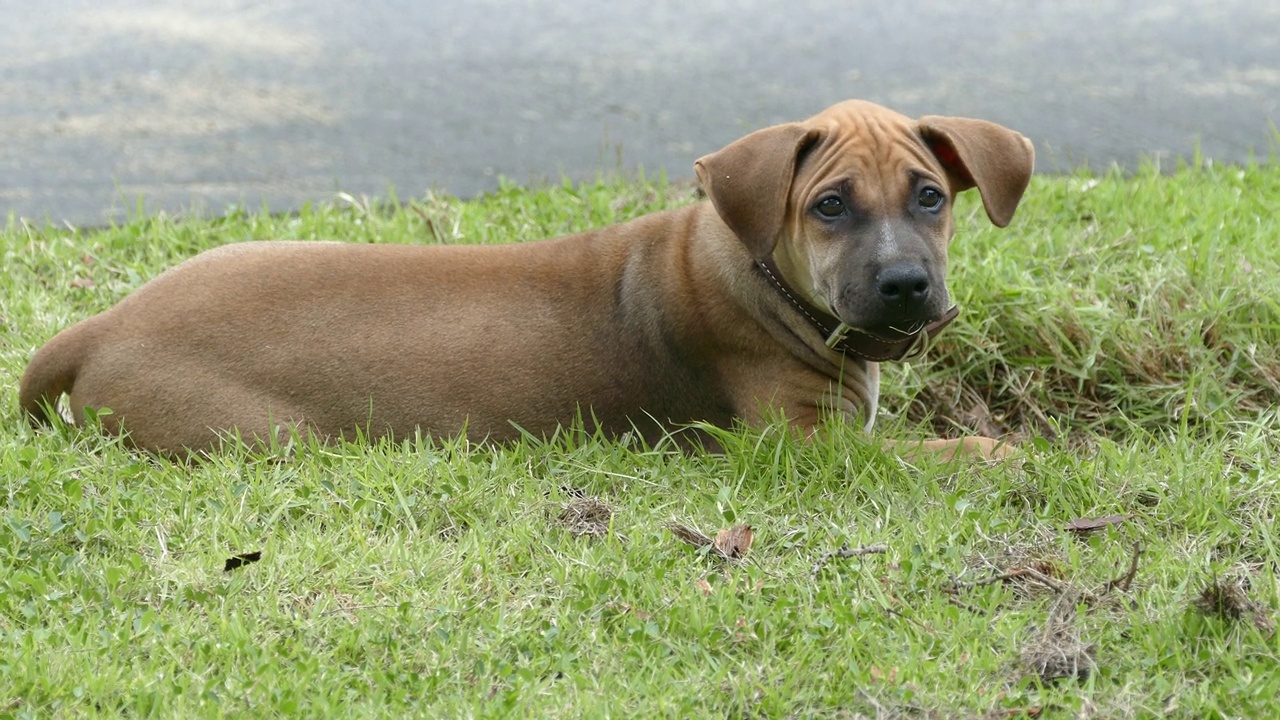 可愛的泰國小狗在公園的草地上看著鏡頭視頻素材