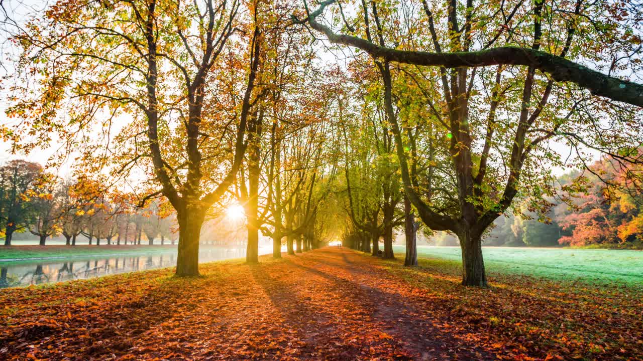 明亮的阳光照耀通过树木在一个公园在秋天的时间-跟踪拍摄视频素材
