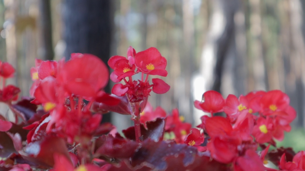 美人蕉红花在夏日午后的花园里。每年的秋海棠花，近距离的红色花朵在户外的背景下的松树林与变化的焦点视频下载
