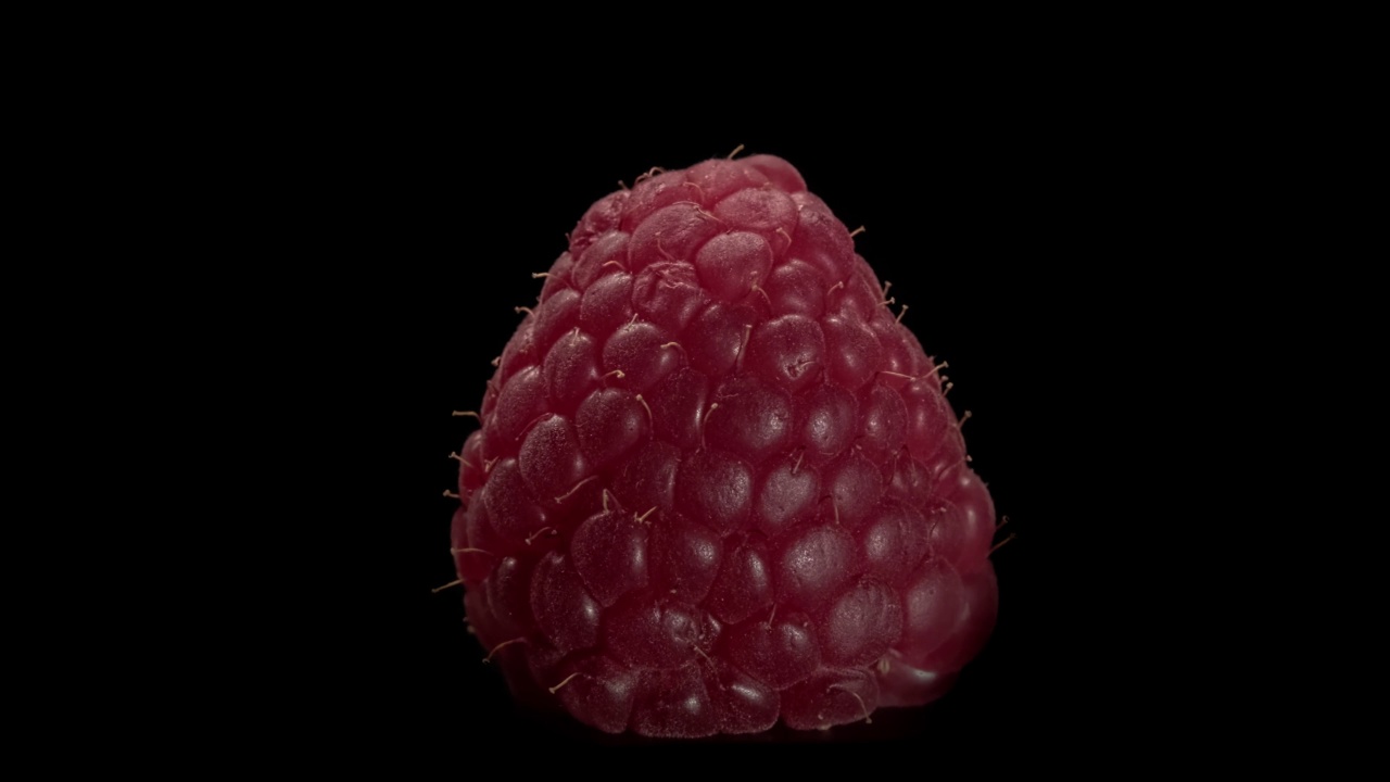 成熟的树莓在黑色背景上的特写。大量多汁的浆果。视频下载