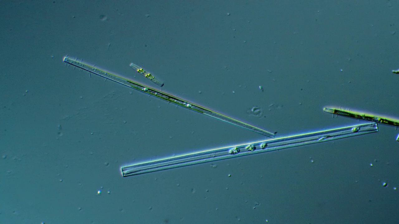 硅藻——微生物视频下载