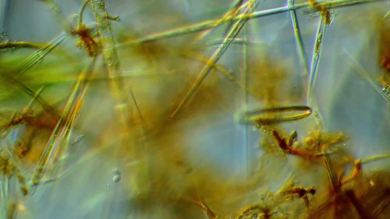 硅藻——微生物视频下载