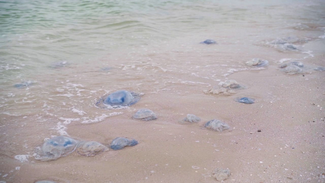 许多死水母在沙滩上和水里的浅水角水母和Aurelia水母。视频素材