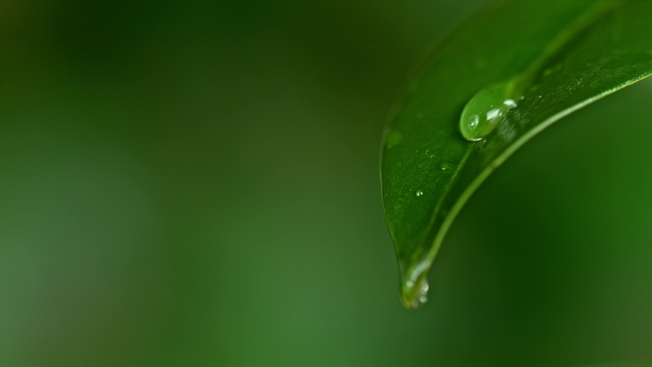 水從綠色的葉子上滴落下來視頻素材