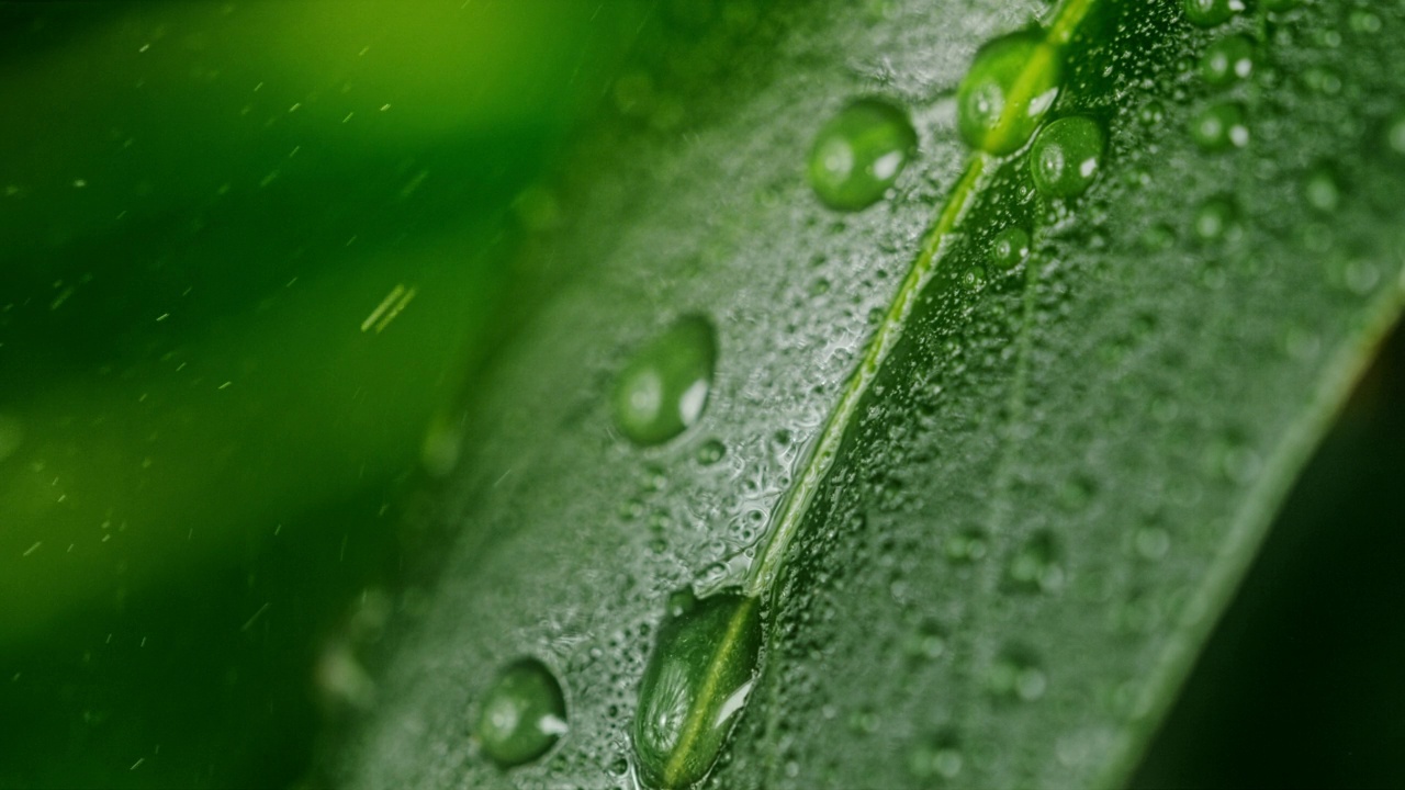 雨滴滴在一片綠葉上視頻素材