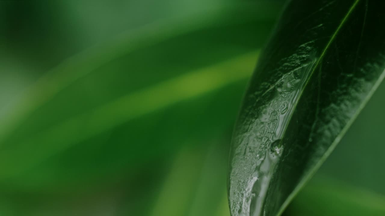 綠葉上的一滴水滴視頻素材