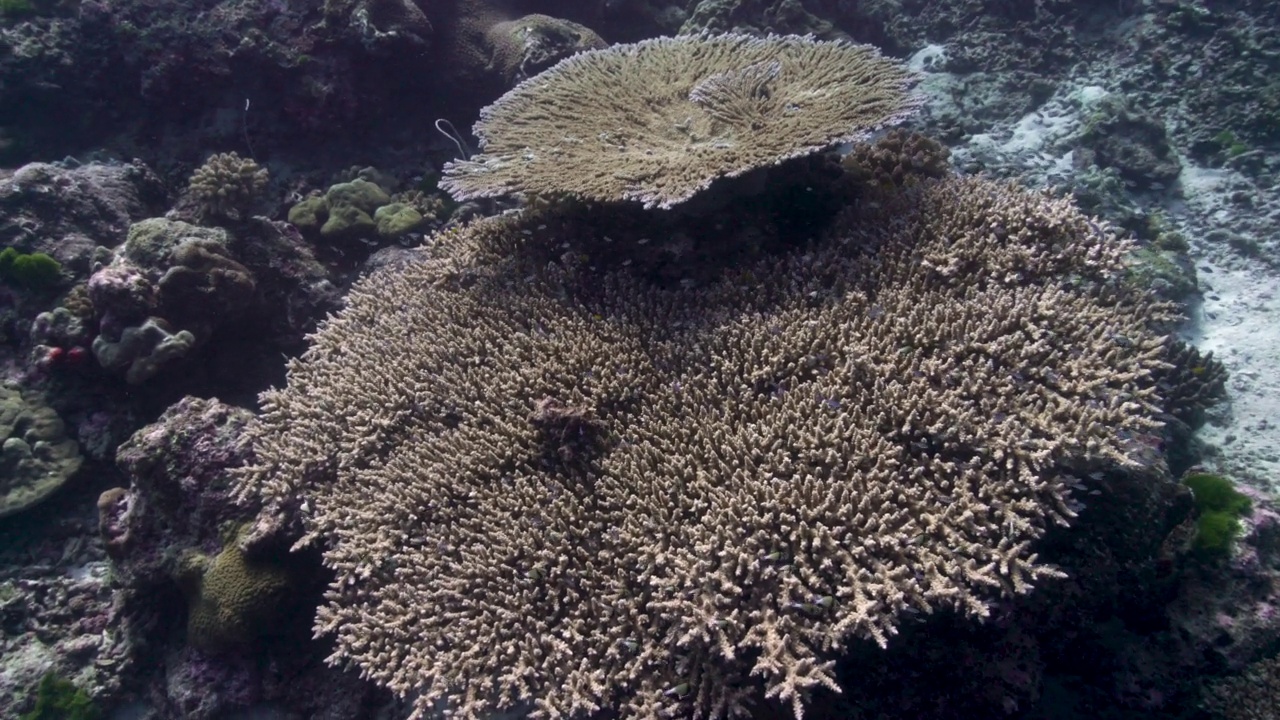 大桌子珊瑚(Acropora)圣诞点Similan泰国视频素材