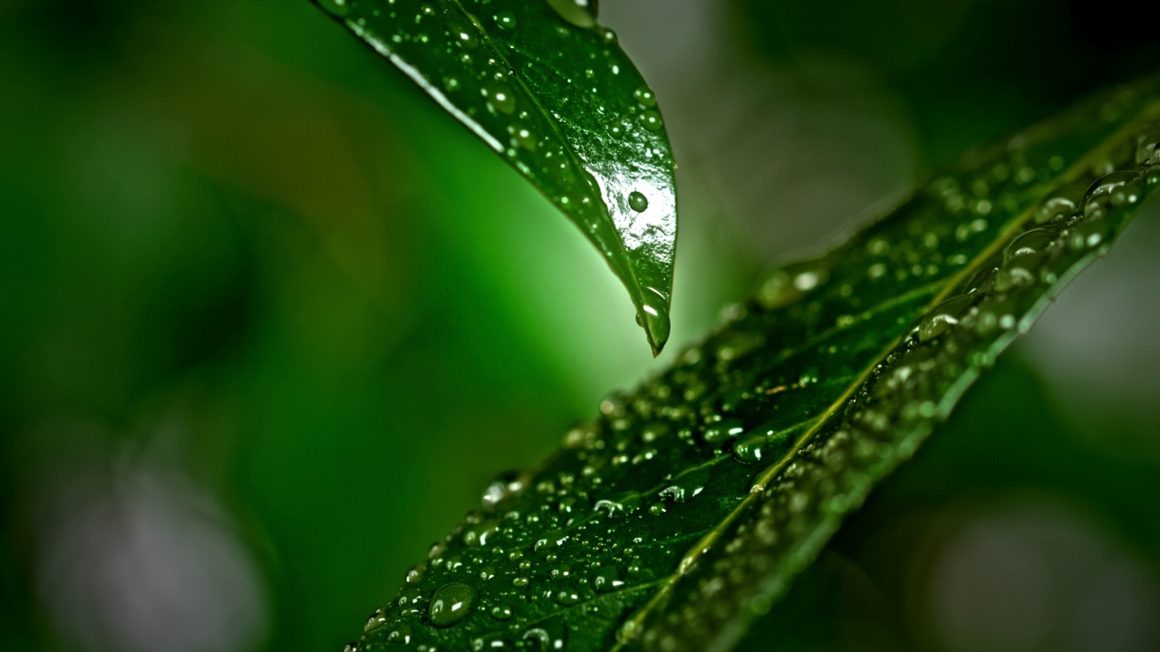 綠葉上的雨滴視頻素材